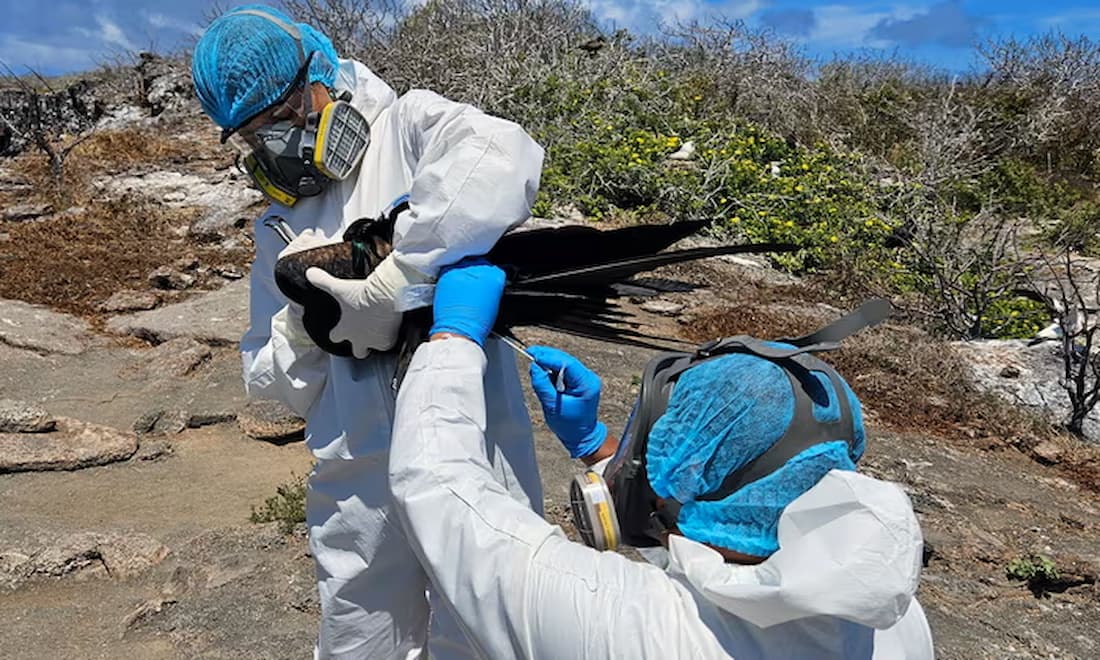 Las Islas Galápagos refuerzan la bioseguridad mientras la gripe aviar amenaza a especies únicas