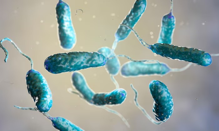 Una rara bacteria carnívora mata a tres personas en Nueva York y Connecticut