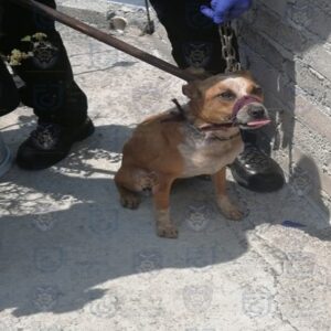 Rescatan a 12 perros que estaban en condiciones de maltrato en Iztapalapa, CDMX