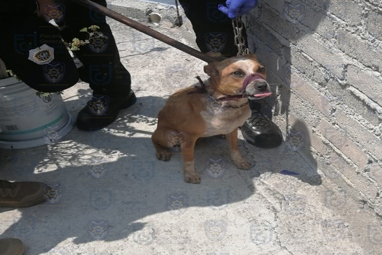 Rescatan a 12 perros que estaban en condiciones de maltrato en Iztapalapa, CDMX
