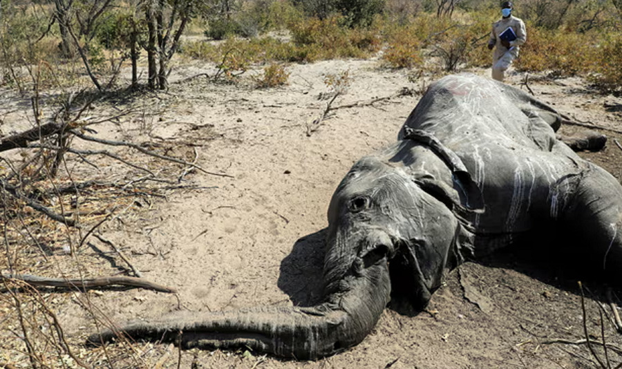 Científicos descubren por qué murieron decenas de elefantes en peligro de extinción