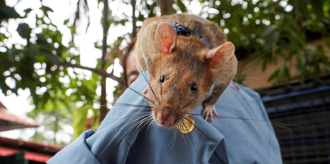 Desde hurones electricistas hasta ratas que olfatean minas: extraordinarios animales que trabajan para ganarse la vida