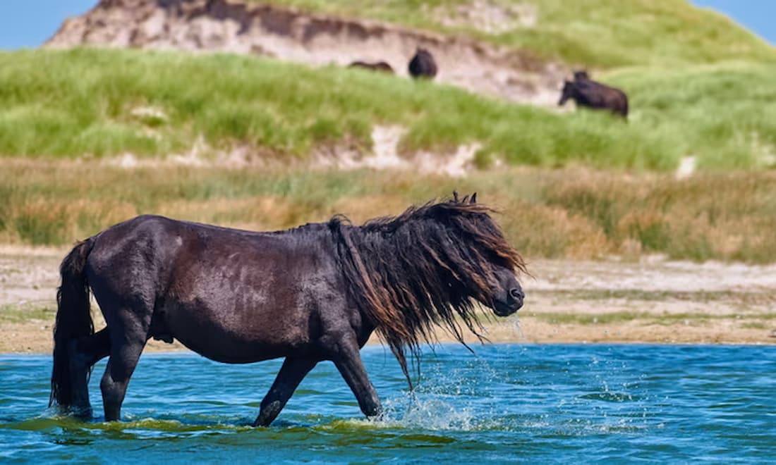 Un impacto devastador: los caballos salvajes de Canadá destruyen su biodiversidad, pero no pueden dejarlos libres