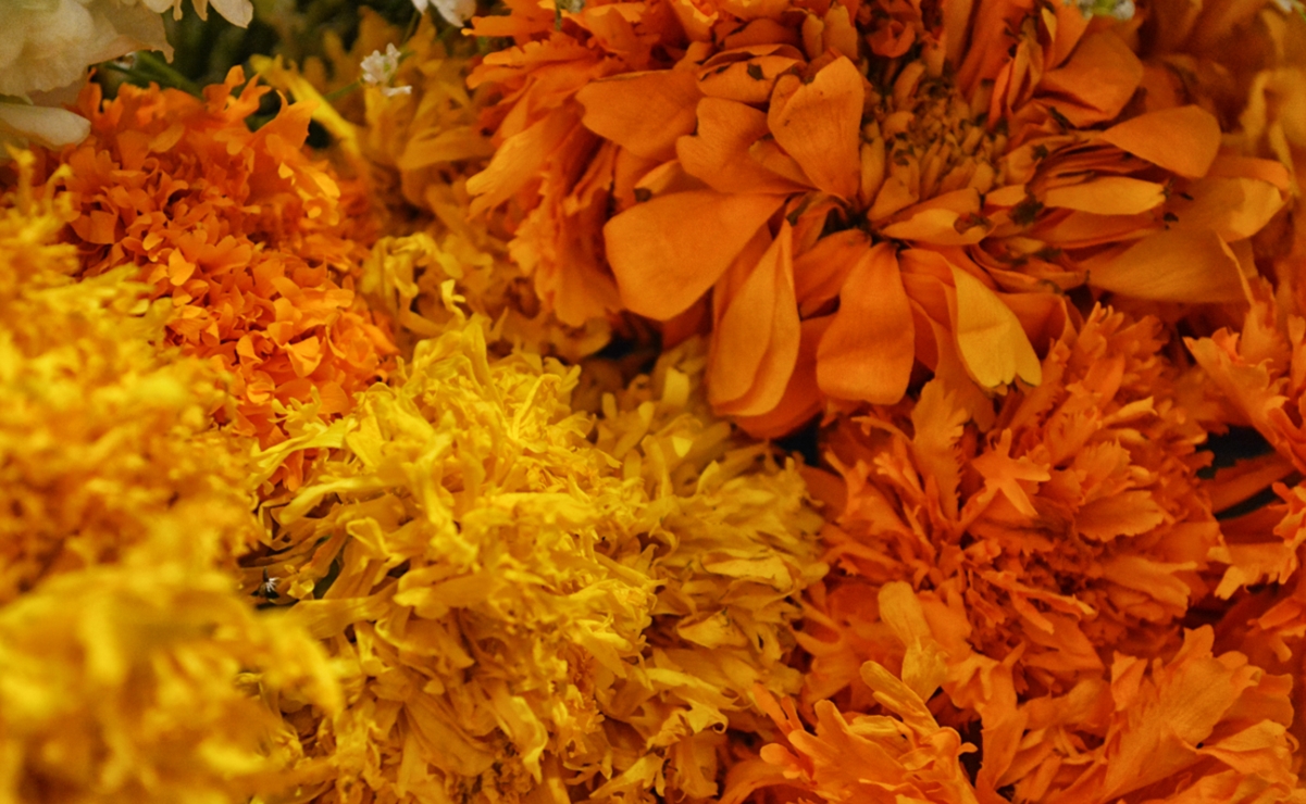 Día de Muertos. ¿Cuál es la leyenda de la flor de cempasúchil?