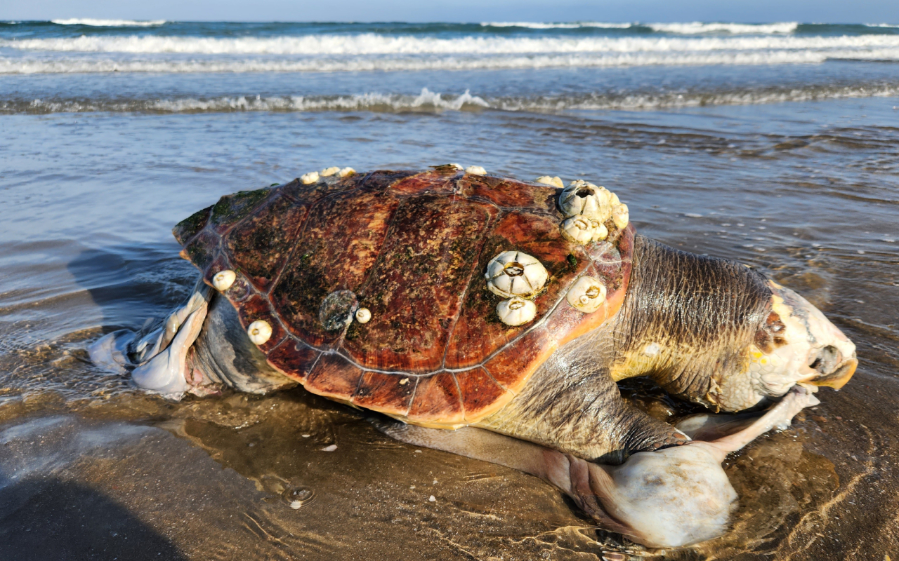 ONG exige a EU sanciones comerciales para México por pesca ilegal de tortugas