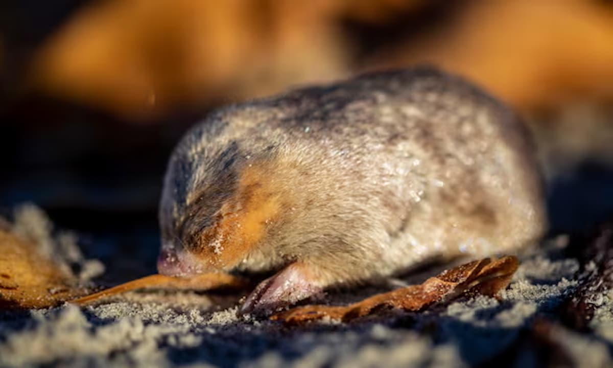 El topo dorado, que nada en arena y se temía extinto, redescubierto luego de 86 años