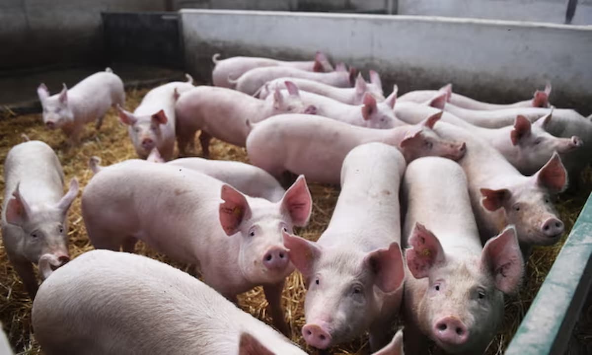 Gripe porcina en Reino Unido: lo que sabemos hasta ahora