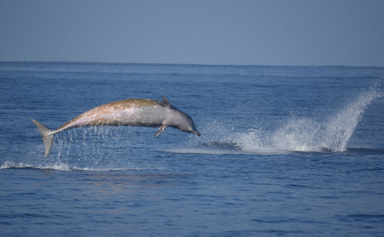 Investigadores descubren ruido de barcos que impacta a ballenas en isla de Baja California