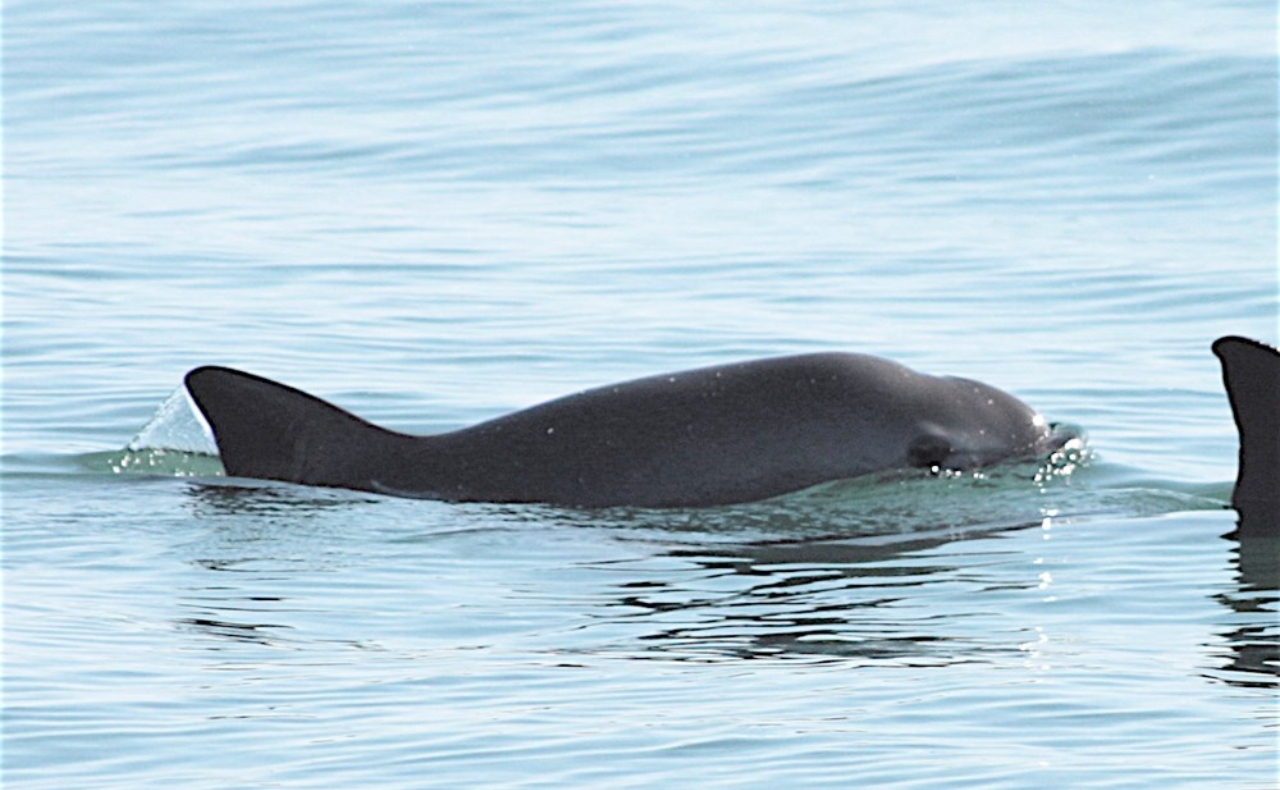 CITES hará nueva visita de observación a México por vaquita marina
