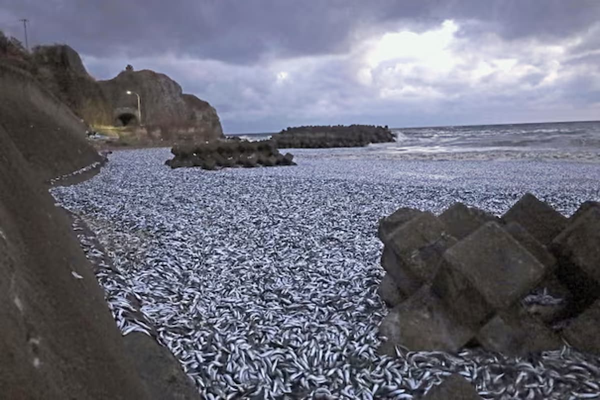 Nunca visto: Japón desconoce el motivo de la aparición de mil 200 toneladas de pescado en su costa