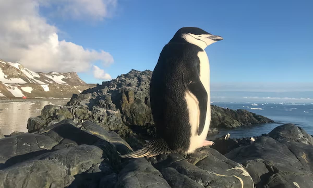 10 mil siestas al día: los pingüinos barbijo sobreviven con microsueños
