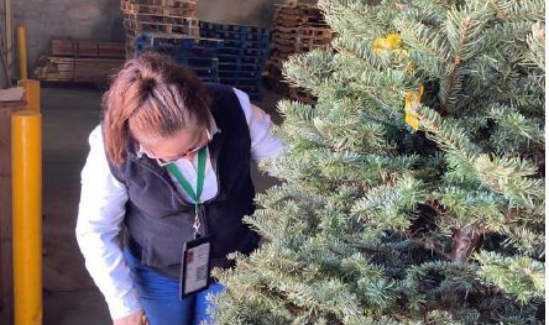 Profepa inspecciona más de 542 mil árboles de navidad para descartar presencia de plagas