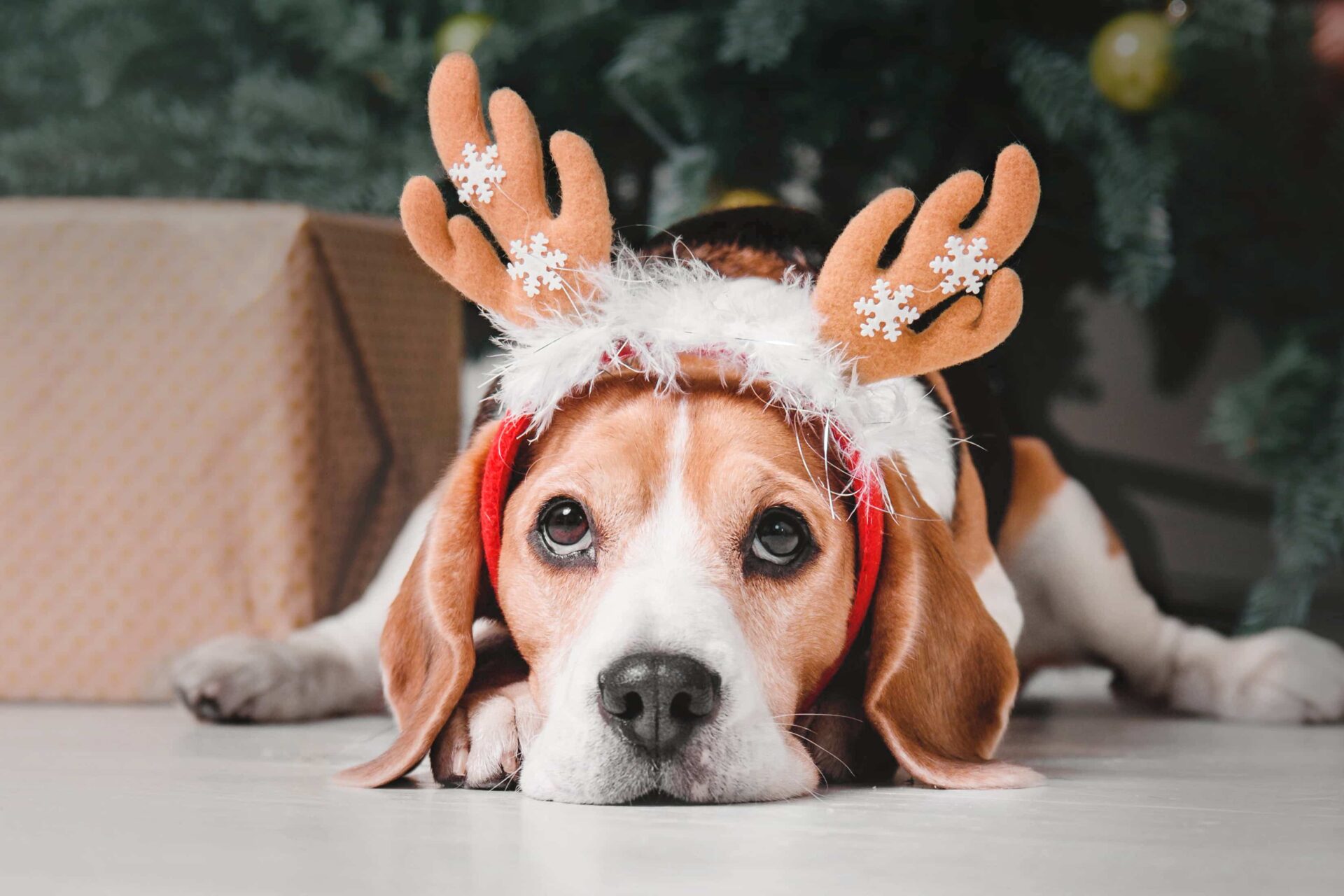 La-Lista de cuidados para tus mascotas en las fiestas navideñas