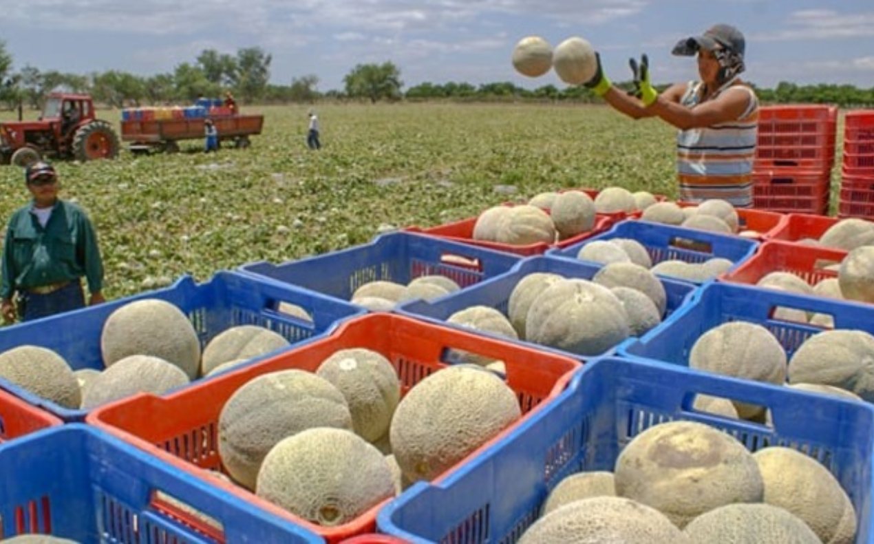 Canadá pide a pobladores no consumir melones mexicanos por 129 casos de salmonella