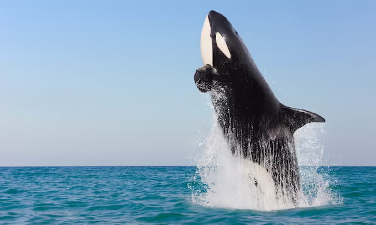 California deslumbrada por el rarísimo avistamiento de orcas en la costa sur