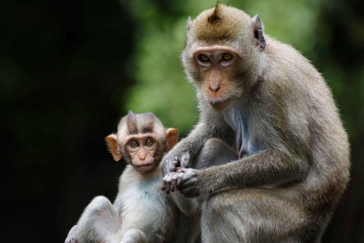 Estudio revela que a los simios jóvenes les encanta molestar a sus mayores