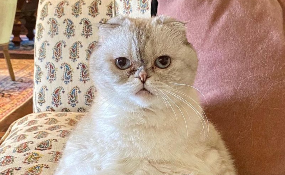 Wikipedia, Olivia Benson y Miau Tse Tung: Los nombres de los gatos de los famosos
