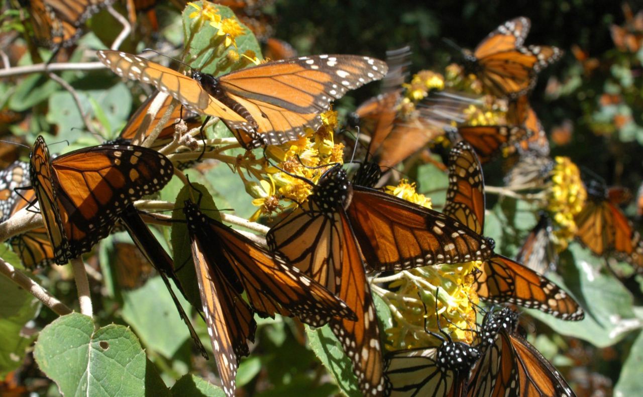 Presencia de la mariposa Monarca disminuye en bosques mexicanos de hibernación