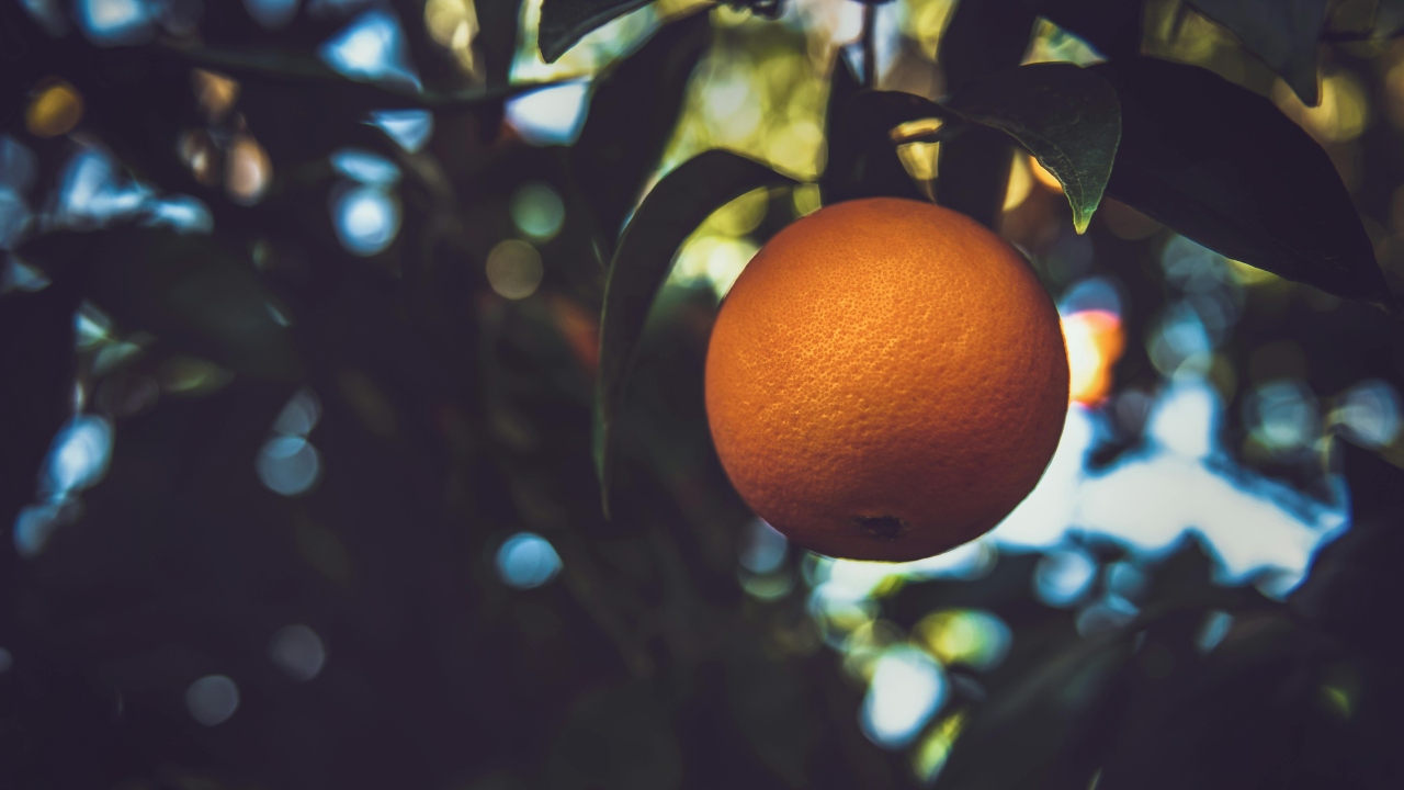 Productores de naranja orgánica en Veracruz acusan distribución de jugo adulterado
