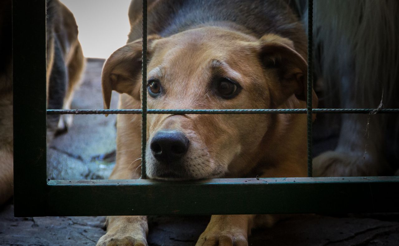 Reforma de AMLO sobre protección animal divide opiniones entre organizaciones