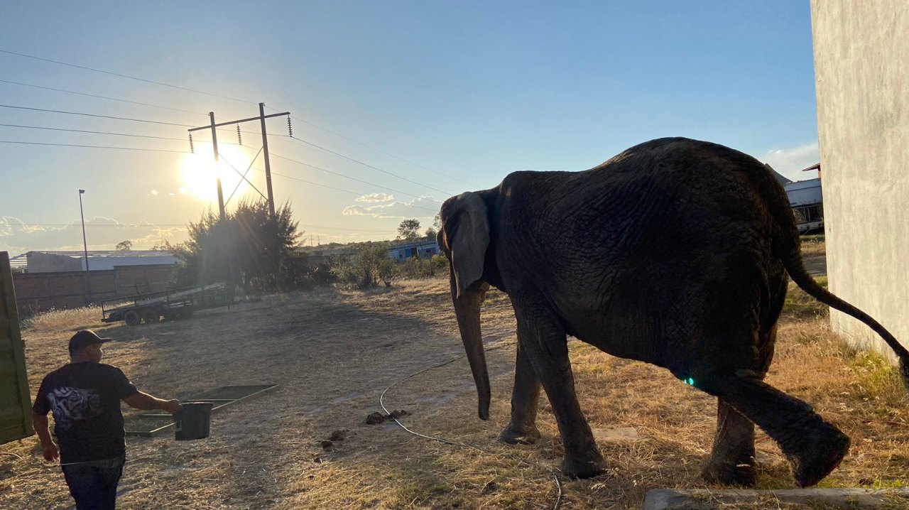¡Nuevo hogar! Elefanta ‘Annie’ será trasladada de Jalisco a la CDMX