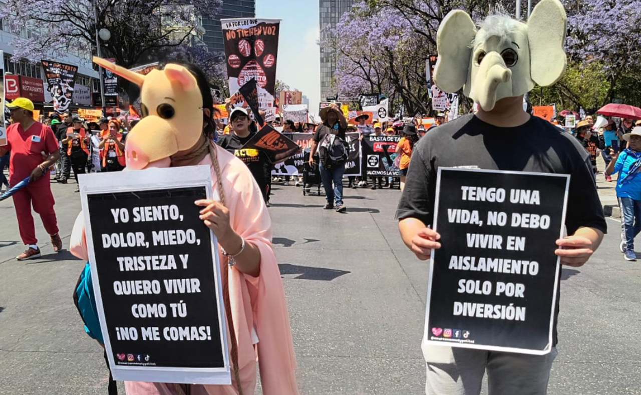 ‘Violencia es violencia, no importa la especie’: marcha en CDMX exige un alto al maltrato animal