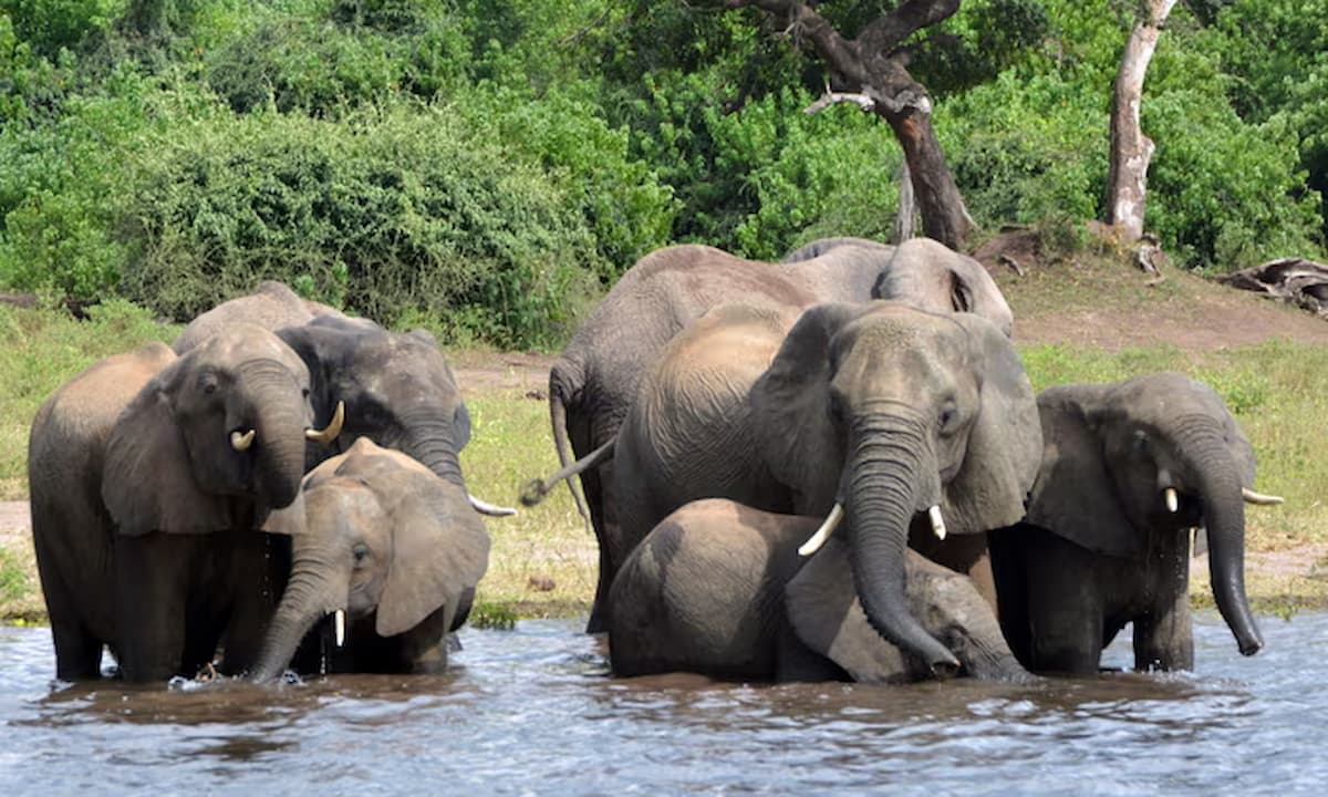 Botsuana amenaza con enviar 20 mil elefantes a Alemania por disputa de caza de trofeos