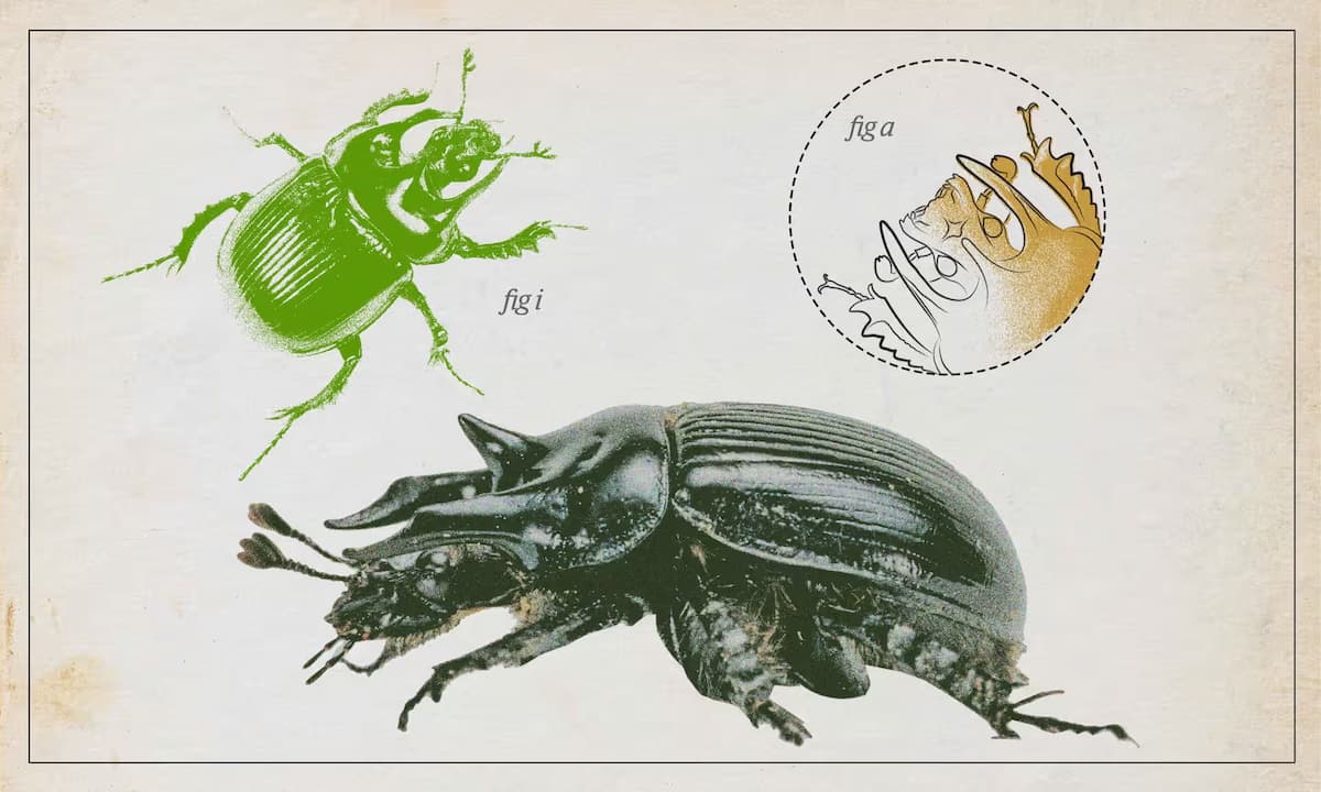 El escarabajo minotauro, un devorador de estiércol con los pies en la tierra