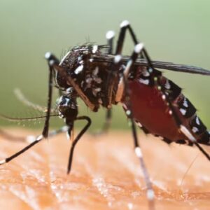 Enfermedades transmitidas por mosquitos se extienden por Europa debido a crisis climática, según experto