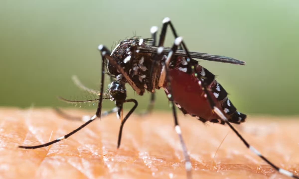 Enfermedades transmitidas por mosquitos se extienden por Europa debido a crisis climática, según experto