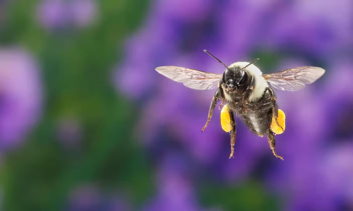 Especie de abejorro capaz de sobrevivir bajo el agua hasta una semana