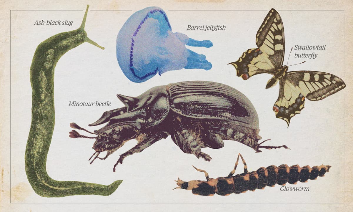 Invertebrados del 2024: saludemos a los héroes sin espinas de la Tierra