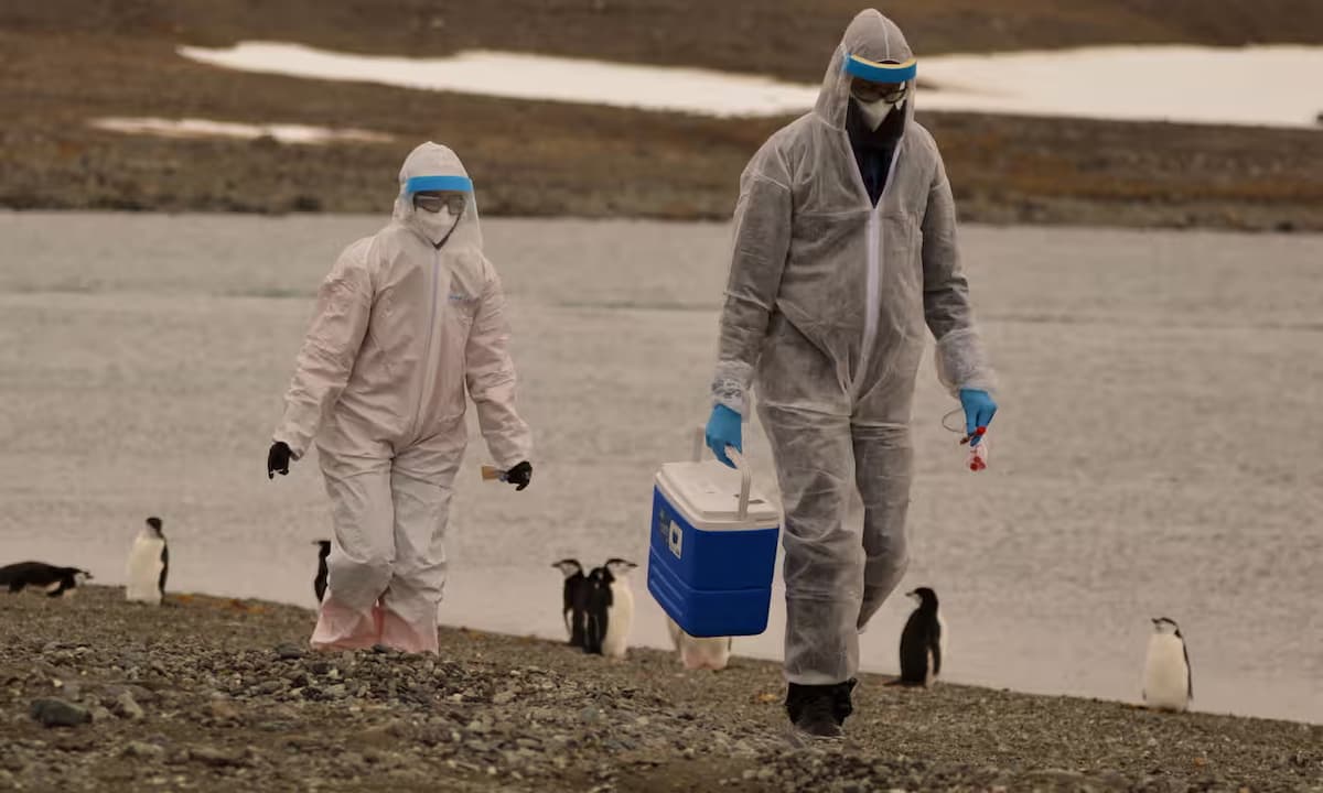 OMS: preocupante el riesgo de que la gripe aviar se propague a los humanos