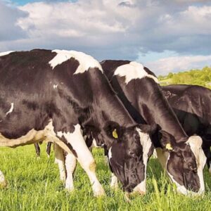 La OMS alerta por virus de gripe aviar detectado en leche de vacas infectadas en EU