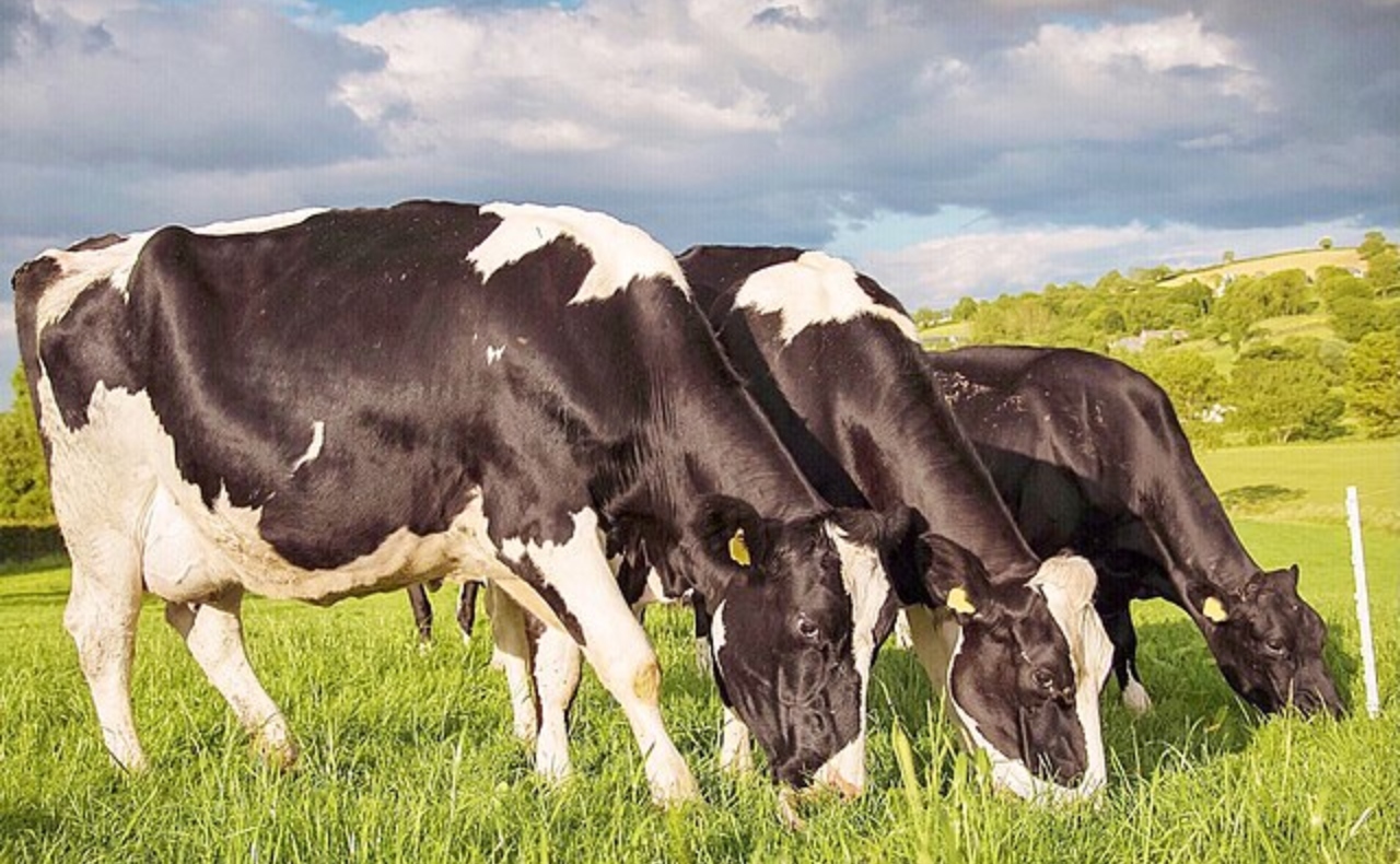 La OMS alerta por virus de gripe aviar detectado en leche de vacas infectadas en EU