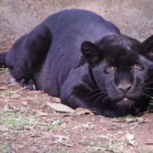 Muere jaguar en zoológico de Morelia tras inundación de aguas negras