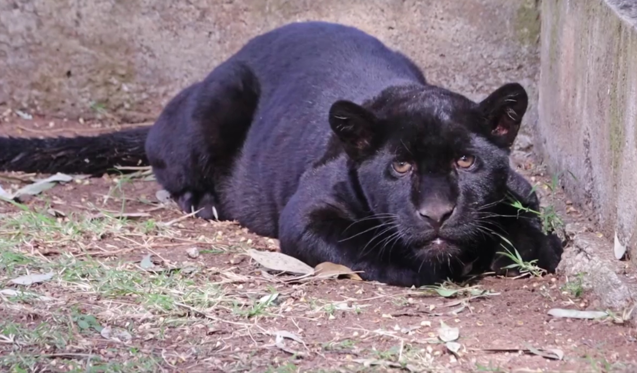 Muere jaguar en zoológico de Morelia tras inundación de aguas negras