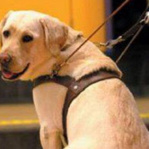 Día internacional del perro guía: la historia de los héroes de 4 patas