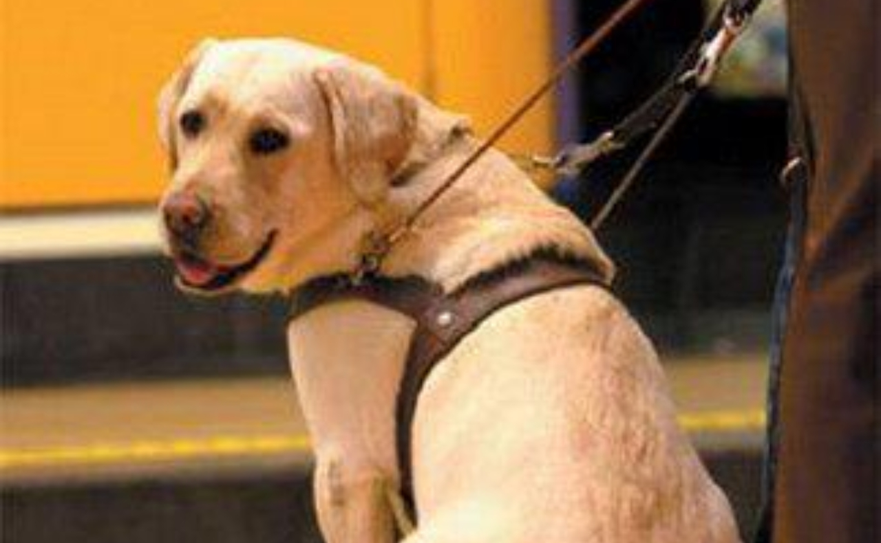 Día internacional del perro guía: la historia de los héroes de 4 patas