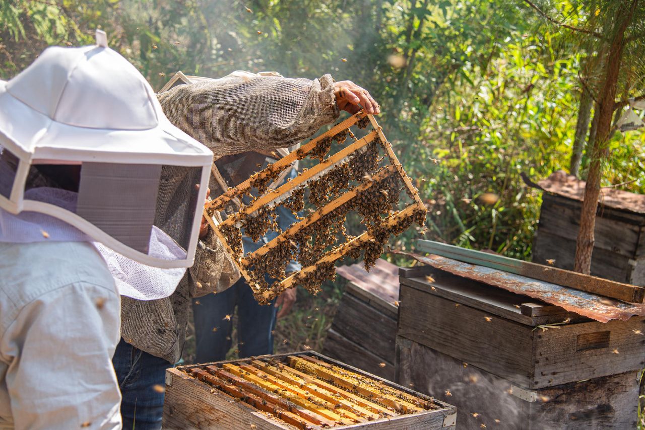Mujeres indígenas en Chiapas salvan abejas para luchar contra crisis climática