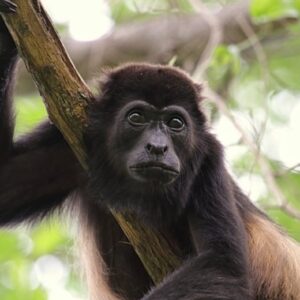 Denuncian muerte masiva de monos saraguatos en Tabasco; autoridades investigan