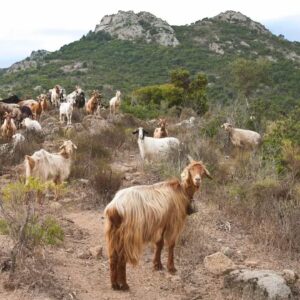 Gran sorteo de cabras: una isla italiana inundada de ofertas de adopción