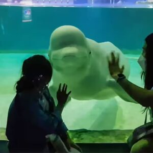 ¡Liberen a Bella! Activistas luchan por salvar a la solitaria beluga del centro comercial de Seúl
