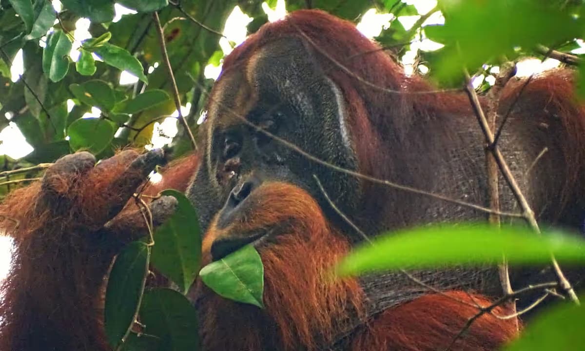 Orangután se cura herida con hierbas medicinales; primera vez que un animal salvaje lo hace