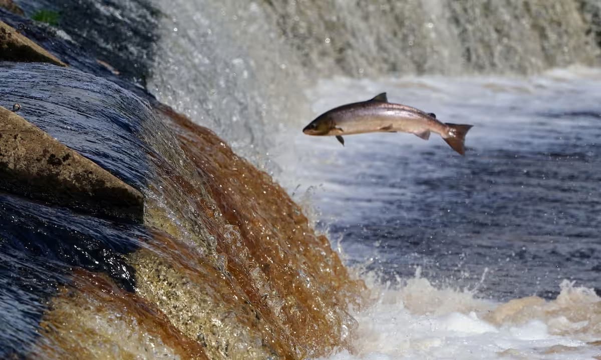 Poblaciones de peces migratorios de agua dulce han descendido más de 80% desde 1970
