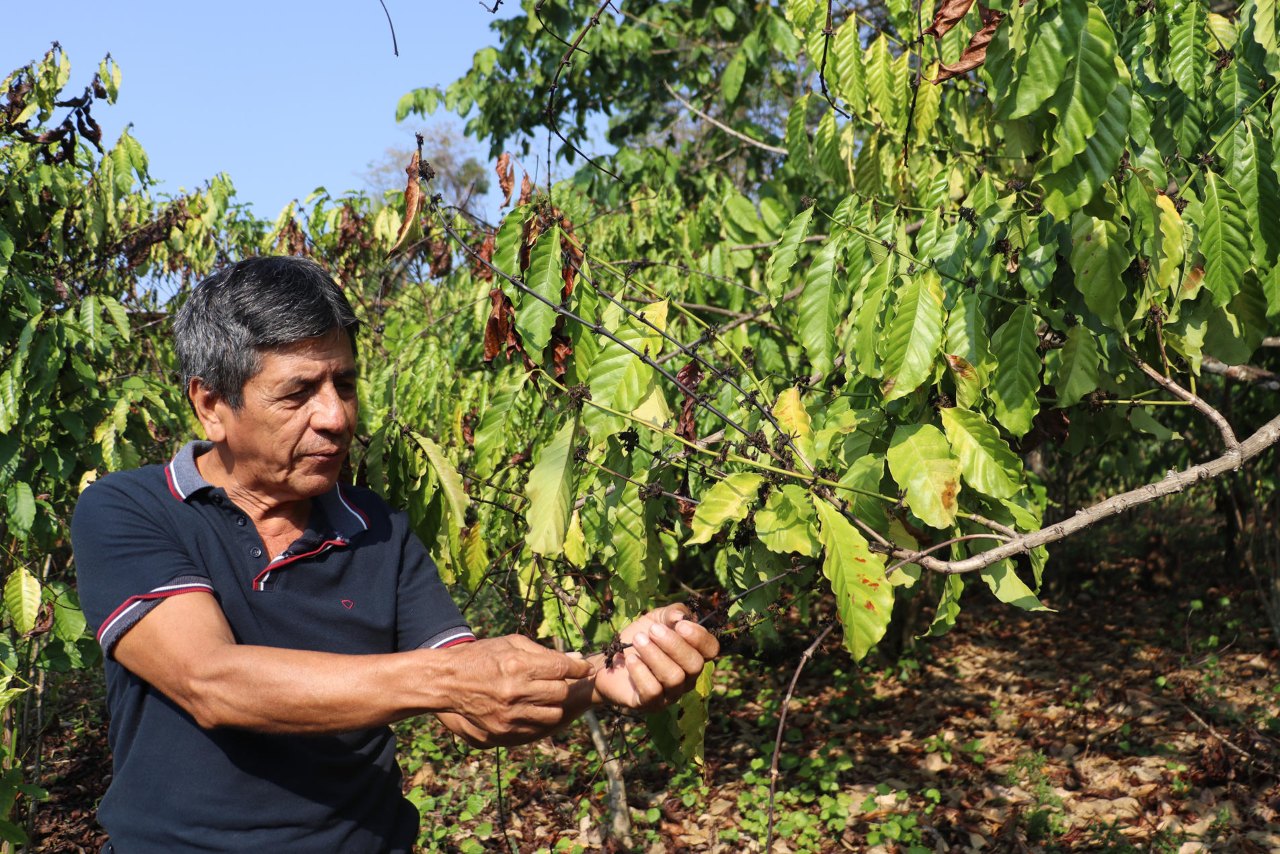 Productores advierten afectación del 90% en cultivos de café por sequía en México