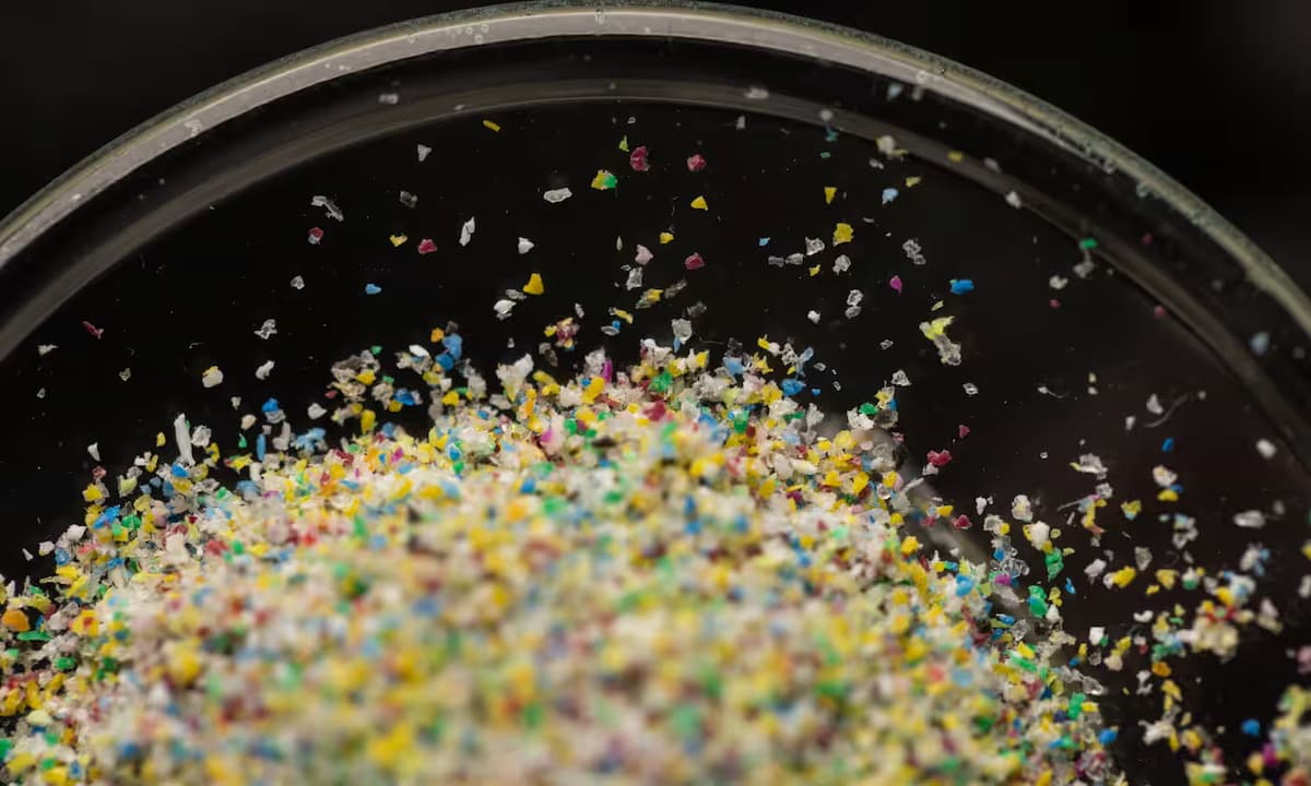 Hallan microplásticos en todos los testículos humanos que fueron estudiados