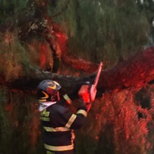 Accidente México-Cuernavaca: cierre por caída de árbol en Tlalpan