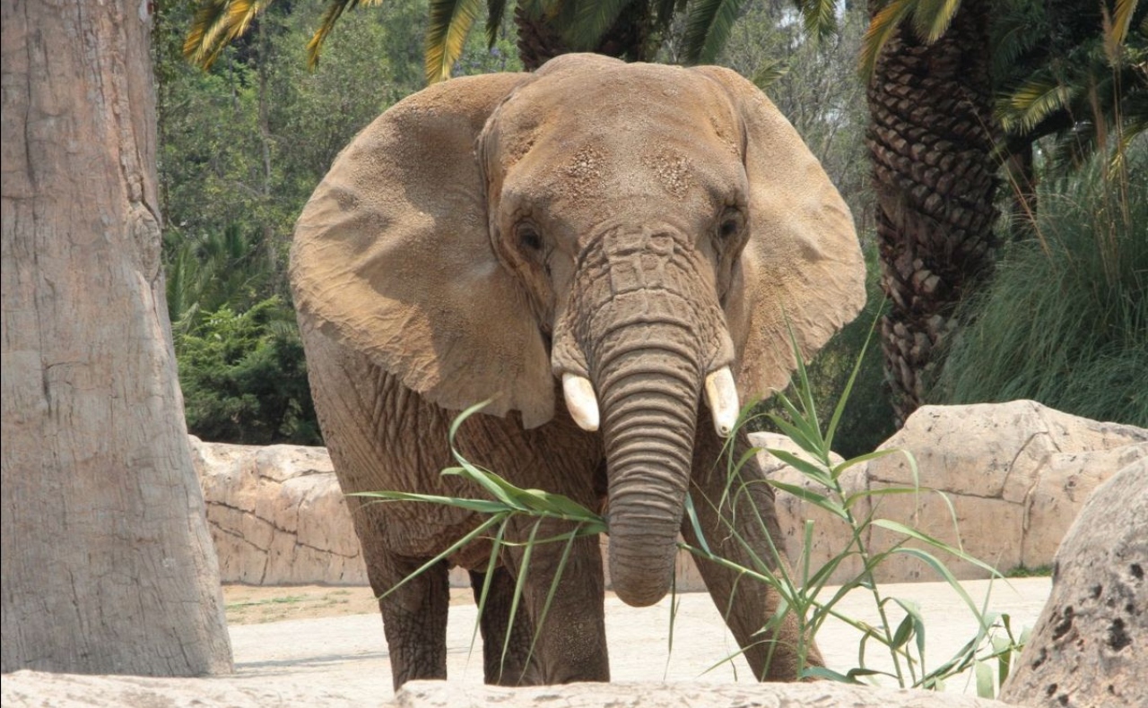Elefanta ‘Ely’ gana amparo contra acciones del Zoológico de Aragón