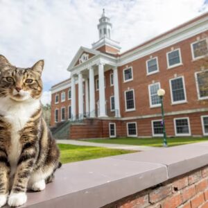 Un gato llamado Max recibe un doctorado honorífico en “liter-gatura” de una universidad de EU